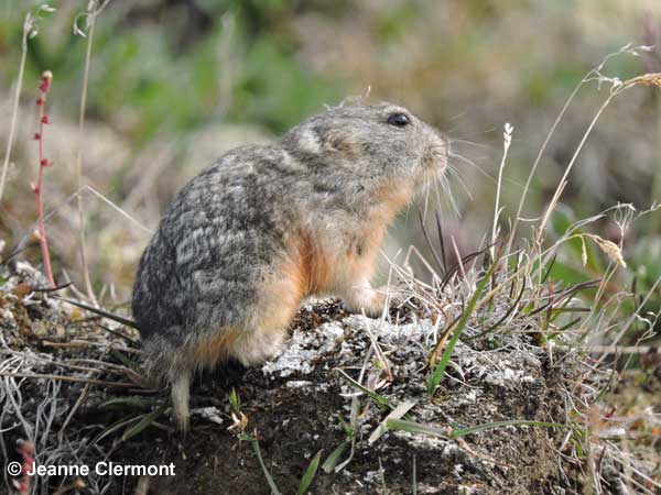 Ecological Studies and Environmental Monitoring at Bylot Island ...